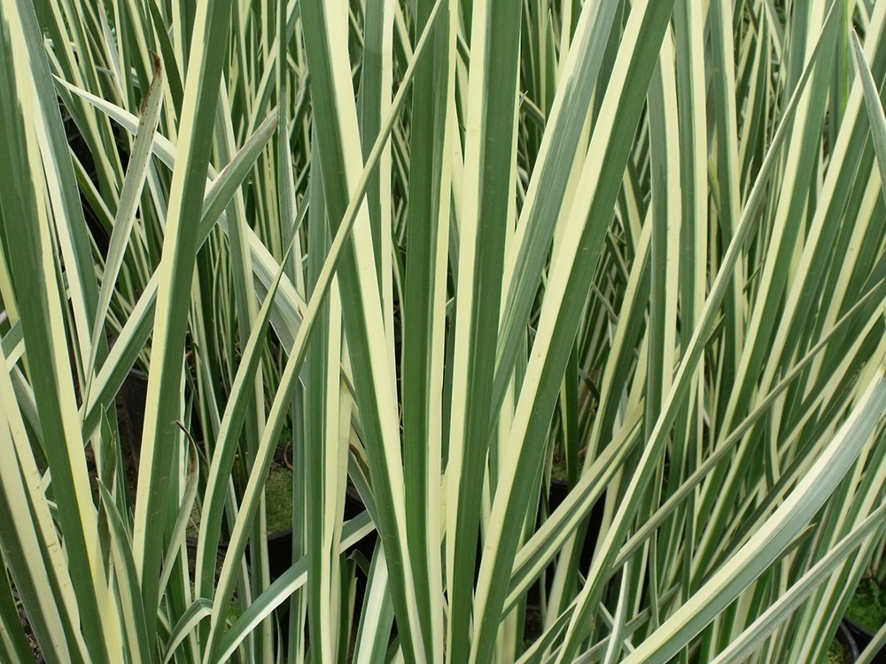 Acorus calamus Variegatus