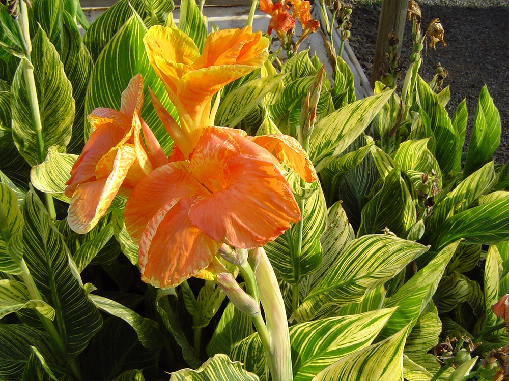 Canna Tropicanna Gold