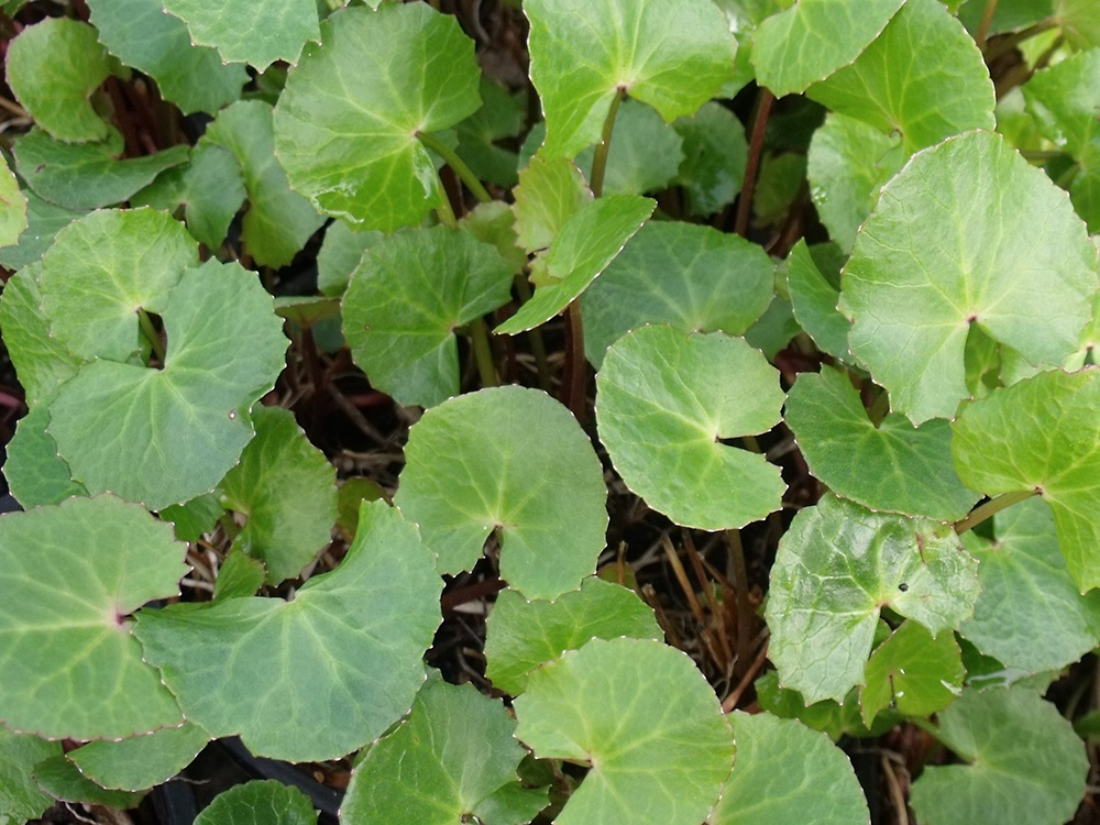 Centella cordifolia