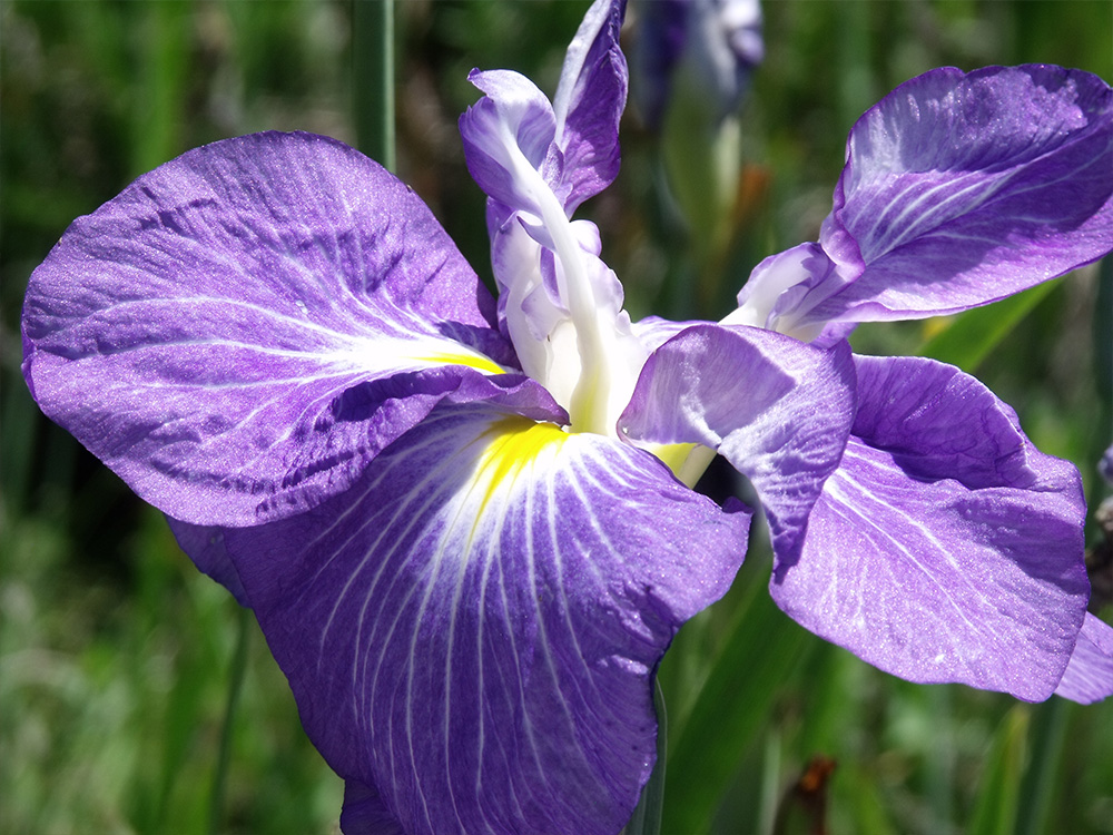 Iris-Ensata-Blue-Lagoon