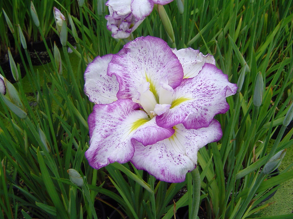 Iris Ensata Freckled Geisha