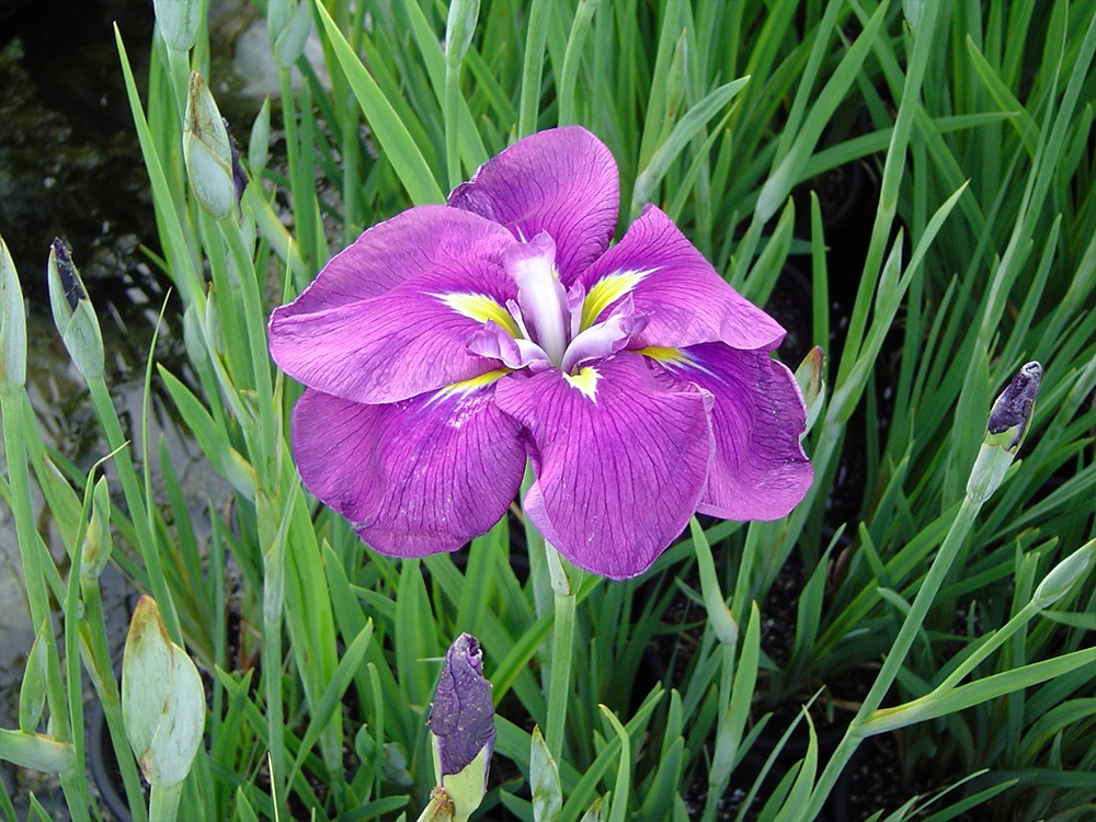 Iris Ensata Imperial Velvet