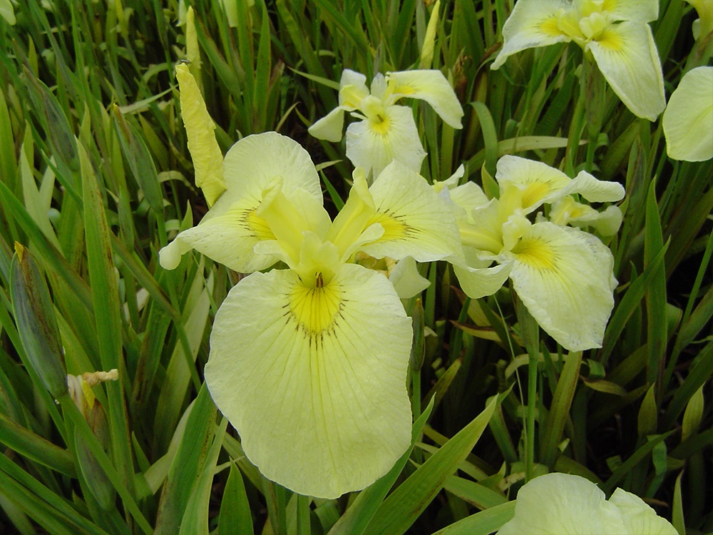 Iris Ensata Kimboshi