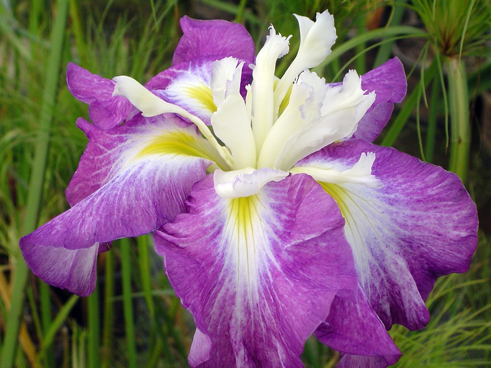 Iris ensata Kings Court