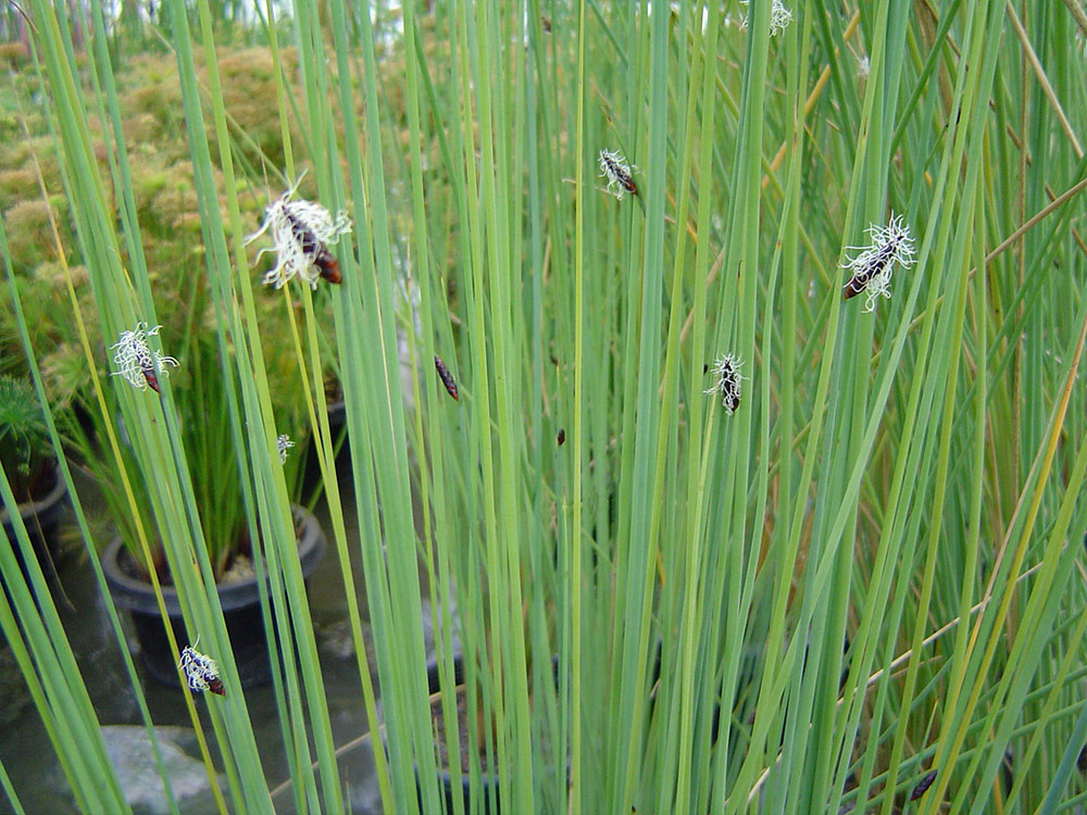 Leperonia articulata