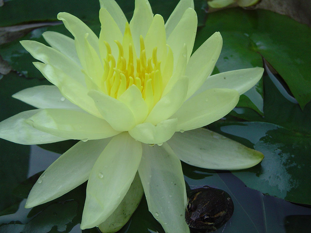 Nymphaea Sunrise