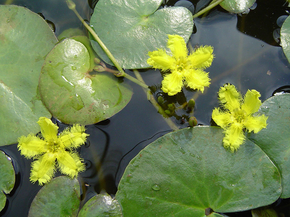 Nymphoides geminata