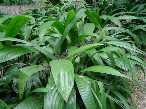 setaria palmifolia
